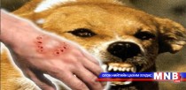 Галзуу өвчнөөс сэргийлье 