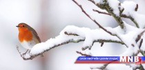 Өвөл ойртлоо