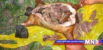 Тарваганы махыг эмчилгээний зорилгоор хэрэглэхгүй байхыг анхаарууллаа