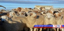 Шинэ омгийн хонь