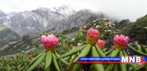 Манай улс эмийн ургамлаа экспортлох хэрэгтэйг хэллээ