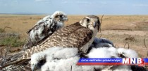 Нийслэлд энэ онд хууль бус ан агнууртай холбоотой 60 орчим зөрчил бүртгэгджээ