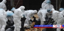 Хонгконг улсад өндөр хоруу чанартай шувууны томуу өвчин гарчээ  