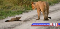 Эрслэн бяцхан гаварны амийг аварчээ