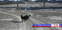 Золбин нохой, муур устгах ажил үргэлжилж байна