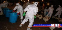 Бага хоруу чанартай шувууны томуу гарчээ 