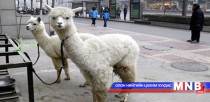 Үйлчлүүлэгч татахын тулд дэлгүүрийнхээ гадна лам гөрөөс уяжээ 