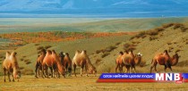 Тэмээн сүргийн тоо 20 орчим мянган толгойгоор өсчээ