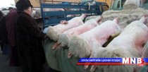 Ууцны дундаж үнэ 205000 төгрөг байна
