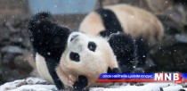 Хулсны баавгай шинэхэн цасанд баярлан тоглож байна