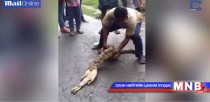 Хоёр ишиг бүхлээр нь залгисан могойг олжээ