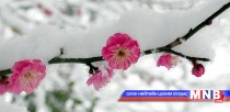 Японы Ошима аралд сүүлийн 115 жилд анх удаа цас оржээ