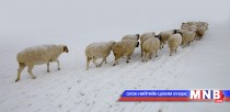 “Малын жим” эссэ