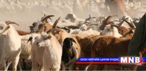 Бэлчээрийн мал маллагааны уламжлалт арга туршлага 