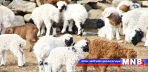 Бэлчээрийн мал  маллагааны  уламжлалт арга туршлагаас