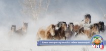Жаран жилийн тэртээх гал бичин жил