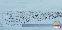 Завхан аймгийн Баянтэс суманд 1000 гаруй мал хорогдоод байна 