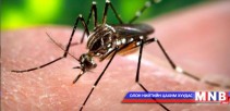 Зика вирусын тархалт ихэсвэл Олимпийн наадмыг хойшлуулна