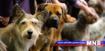 Цэвэр цусны үүлдрийн нохдын шоу тэмцээн боллоо