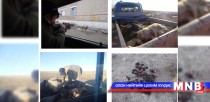 Төрийн бус байгууллагууд эзэнгүй нохой, муур устгалд хяналт тавина