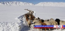 Увс аймагт өвөлжилт хүндэрчээ