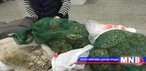 80 ширхэг яст мэлхий хилээр гаргахыг завджээ