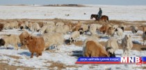 Дорнод аймаг 600 мянга орчим төл аваад байна 