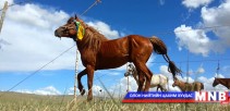 “Хангарьд-2016” уралдаан тавдугаар сарын 7-нд болно