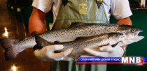 Ирэх сарын 1-нээс загас агнахыг хориглоно