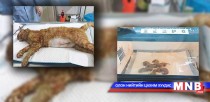 Осолд орсон мууранд кесеров хагалгаа хийж, зургаан зулзага эсэн мэнд гаргажээ