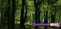 Ойгоос 2016 онд бэлтгэх модны дээд хэмжээг тогтоолоо