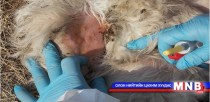Малын гоц халдварт өвчнийг бууруулна 