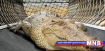 Австрали улсын хамгийн алдартай гэрийн тэжээмэл матар 70 нас хүрлээ