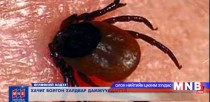 Хачиг болгон халдвар дамжуулдаггүй
