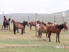 Монгол ахуйгаа дээдэлсэн А.Эрдэнэбаяр уяач      