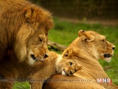 Бодит амьдралд 