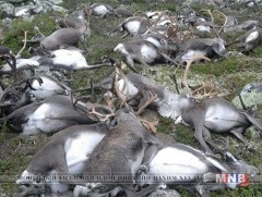 Норвеги улсад 323 зэрлэг буга аянганд өртжээ 