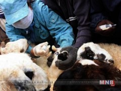 Дөрвөн аймгийн 8 суманд хонины цэцэг өвчний хорио цээрийн дэглэм үйлчилж байна