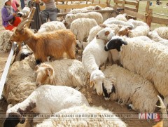 Дундговь аймгийн Баянжаргалан суманд 80 хонь цэцэг өвчнөөр өвчилжээ