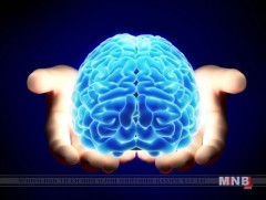 Амьтны араншин ба мэдрэл