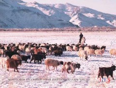 Сүхбаатар дүүрэг “Малчдад туслах сайн санааны аян”-д нэгдлээ