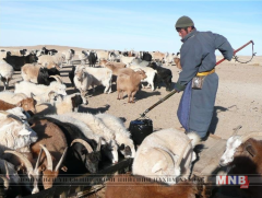 Малчдын тэтгэврийн насыг таван жилээр наашлуулна