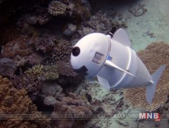 Массачусетсийн технологийн хүрээлэнг хөгжүүлэгчид робот загас бүтээжээ 