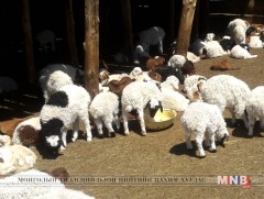 Мал төллөлт 5 хувьтай явагдаж байна