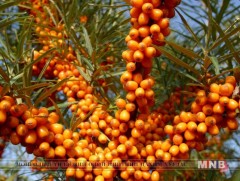 Өрхийн үйлдвэрлэлээр жилдээ 300 тн чацаргана хураан авдаг байна