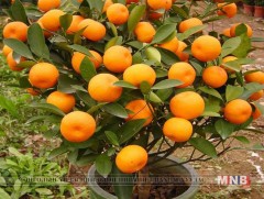 Гэртээ амтат жүрж тарьж болно 