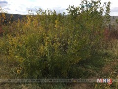 Модны үрийг Мод үржүүлгийн газар ургуулж, бойжуулсны дараа авч ирж суулгах ёстой 