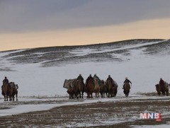 “Түмэн тэмээ”-ний баяр болно 