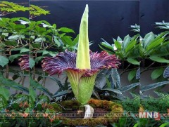 Дэлхийн хамгийн том цэцэг