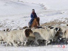 Мал, амьтны эрүүл мэндийн тухай хууль хэрэгжиж байна